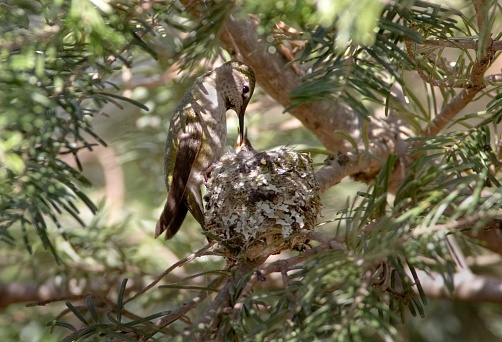 Anna's Hummingbird feeding Baby