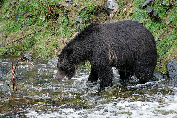 istock Grizzly Bear Fishing in the River 96889966