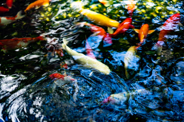 istock Koi fish or colored carp fish swimming around pond 968905722