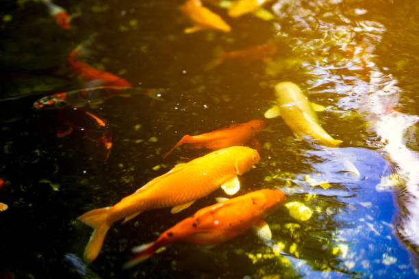Koi fish or colored carp fish swimming around pond