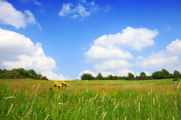 istock Summer field and blue sky with big clouds 968907232
