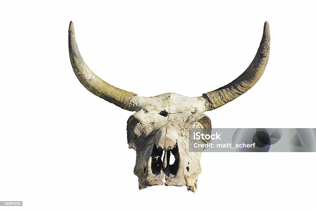 Cow 스컬 - 로열티 프리 동물 두개골 스톡 사진