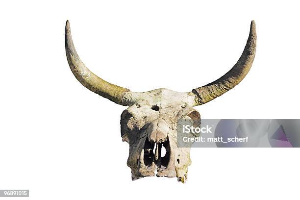 Cow Skull — стоковые фотографии и другие картинки Череп животного - Череп животного, Без людей, Гниющий