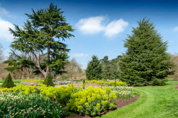 Great Broad Walk Borders, a floral ornamental promenade and botanic garden planted with various plants and trees at Kew Gardens London, UK - April 2018: Great Broad Walk Borders, a floral ornamental promenade and botanic garden planted with various plants and trees at Kew Gardens kew gardens stock pictures, royalty-free photos & images