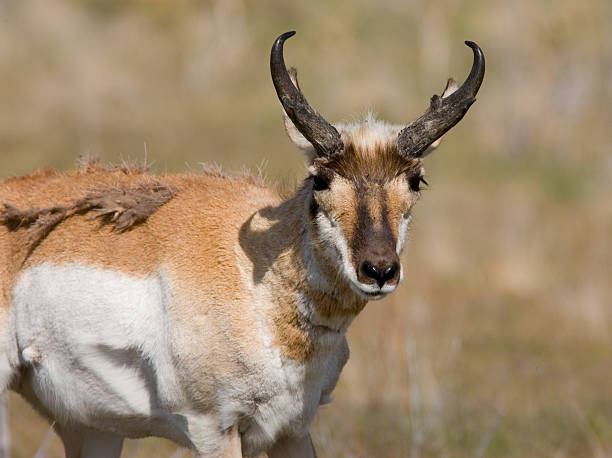 istock Pornhorn Antelope Portrait 96891107
