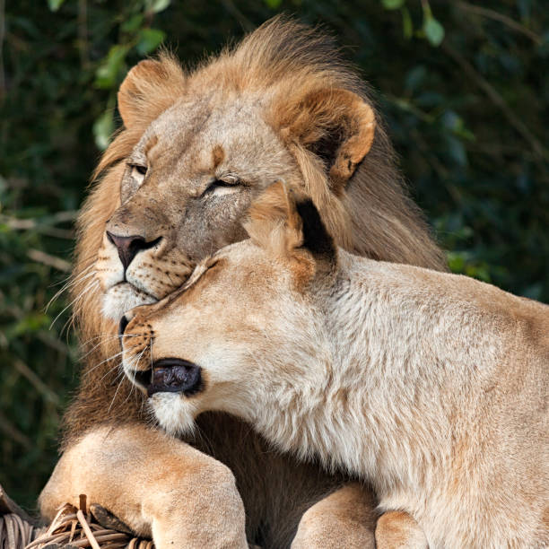 istock Lion Couple kissing 968913982