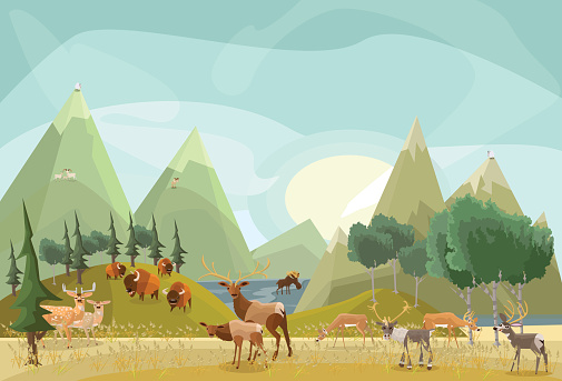 A family portrait of North Americas Hoofed Mammals. Animals included are, fallow deer, elk, bison, caribou, mule deer, white-tailed deer, moose, bighorn sheep, mountain goat and dall's sheep.
  Vector illustration, all animals are on separate layers.