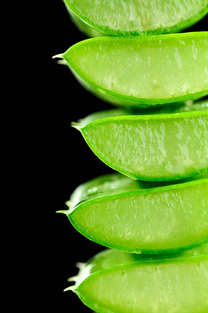 aloe vera leaf stock photo