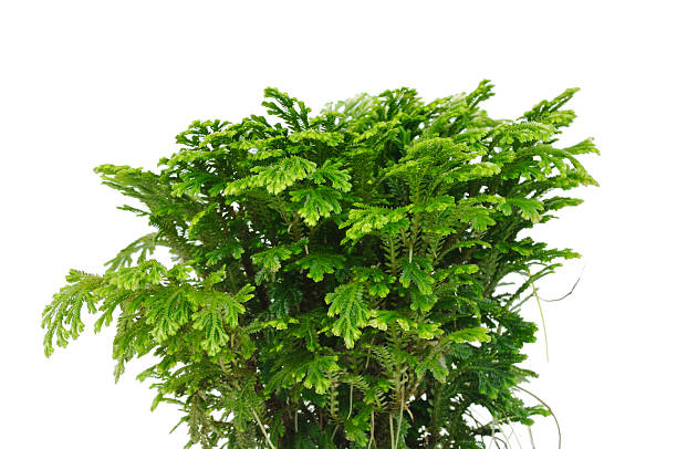 Selaginella plant stock photo
