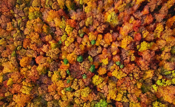 istock Autumn forest aerial background made directly from above 968921068