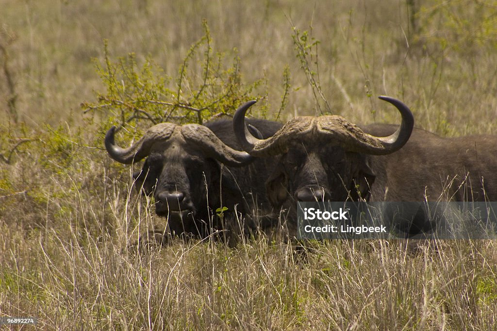 Buffaloes Gepunktete auf einer Safari - Lizenzfrei Afrika Stock-Foto