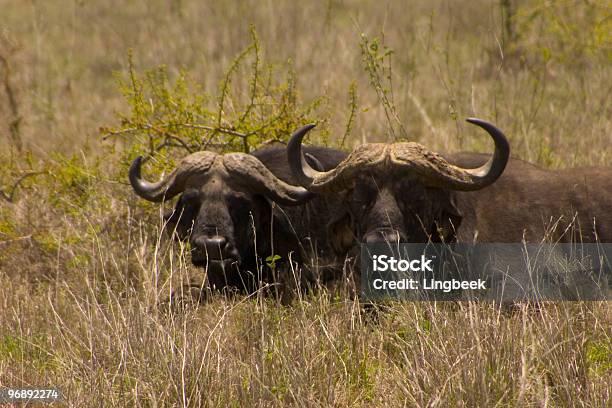 Buffaloes Gepunktete Auf Einer Safari Stockfoto und mehr Bilder von Afrika - Afrika, Amerikanischer Bison, Big Five - Großwild