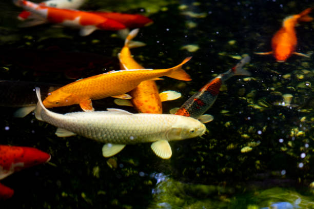 istock Koi fish or colored carp fish swimming around pond 968924198