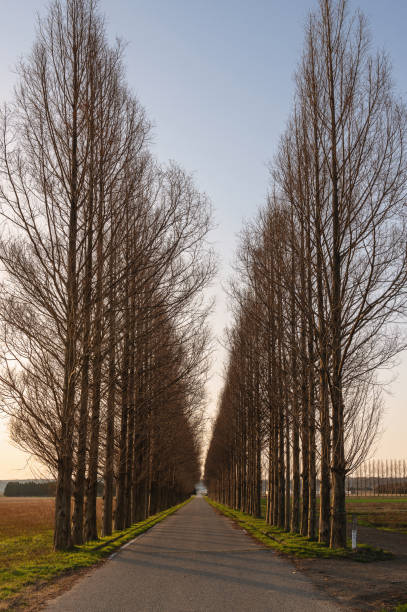 istock Avenue of metasequoia 968925692