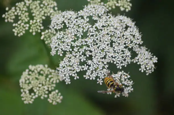 A wasp on a cow-parsley flower.
