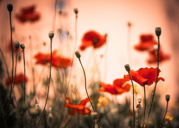 istock red poppies at summer meadow 968932234