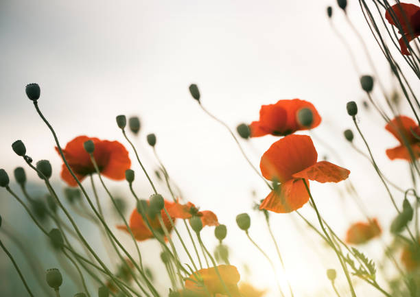 istock red poppies at summer meadow 968932324