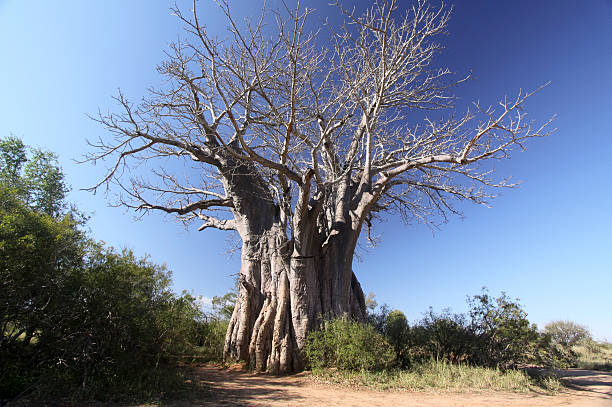 A large African Baobab tree (Adansonia digitata) in the dry savannah of Selous Game Reserve, Tanzania/East Africa.