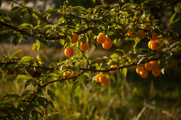 istock Yelow wild cherry pulm on the branch. 968938994