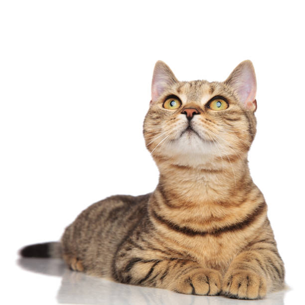 istock curious lying british fold with black stripes looks up 968939638