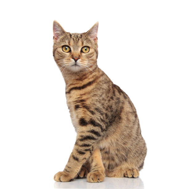 istock side view of cute seated british fold cat 968939916