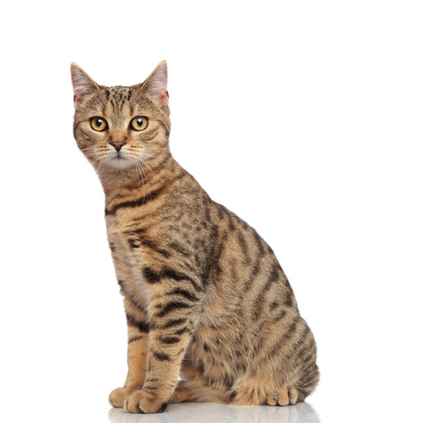 istock side view of lovely seated striped british fold cat 968940036