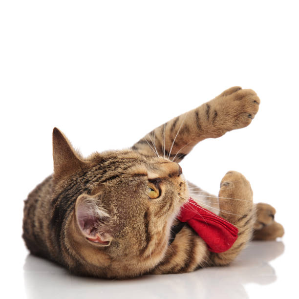 istock playful british fold cat wearing a red bowtie and lying 968940158