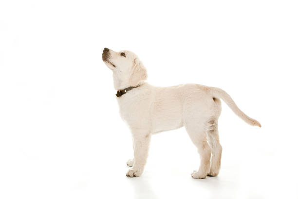 istock Golden Retriever Puppy 96894040