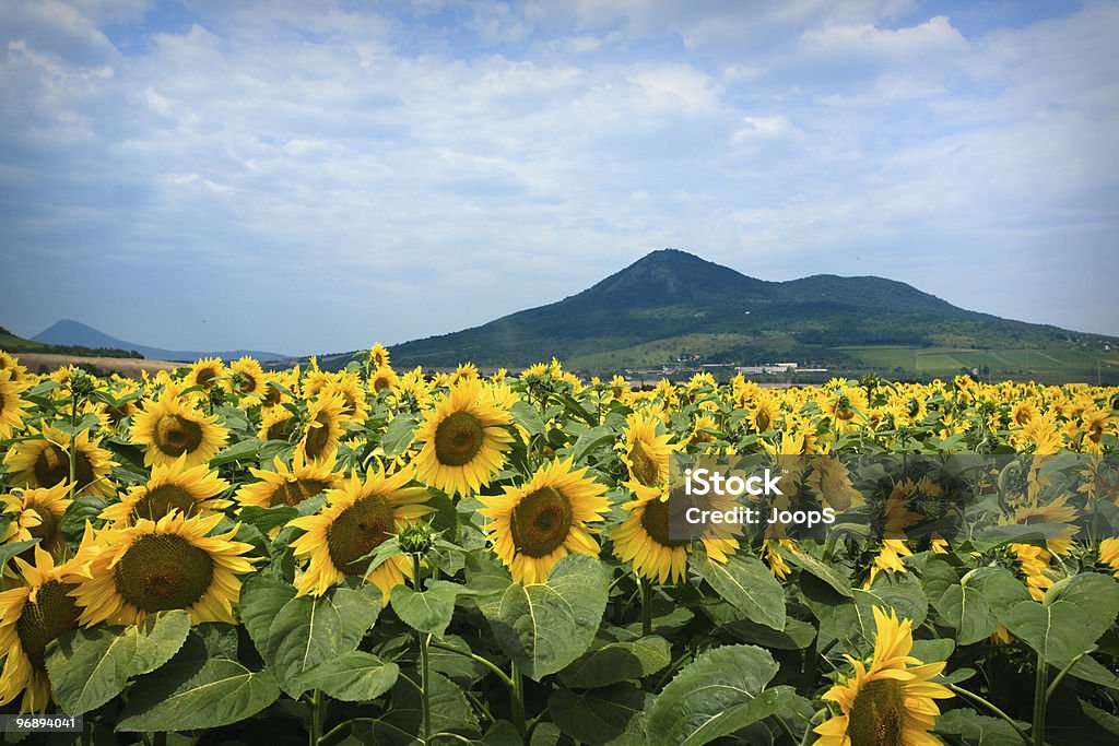 Sunflowers - Royalty-free Agricultura Foto de stock