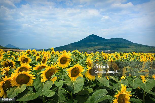 Sunflowers - Fotografias de stock e mais imagens de Agricultura - Agricultura, Ajardinado, Amarelo