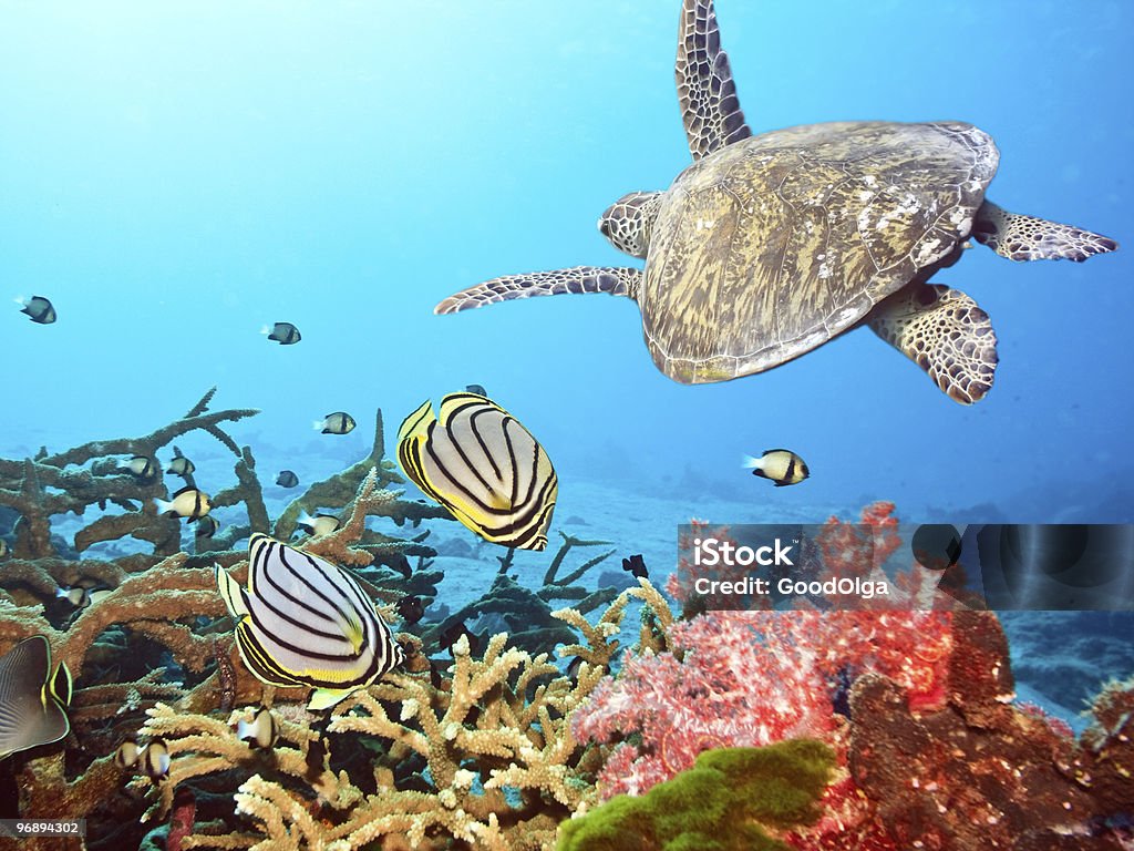 Turtle and fishes Underwater landscape with couple of  Butterflyfishes and turtle Maldives Stock Photo