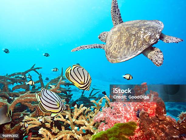 Turtle And Fishes Stock Photo - Download Image Now - Maldives, Snorkeling, Butterflyfish