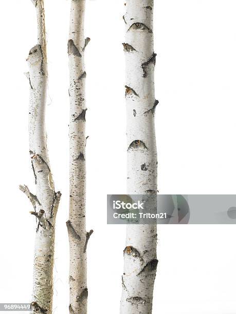 Branco Birches Triplo - Fotografias de stock e mais imagens de Vidoeiro - Vidoeiro, Bétula, Branco