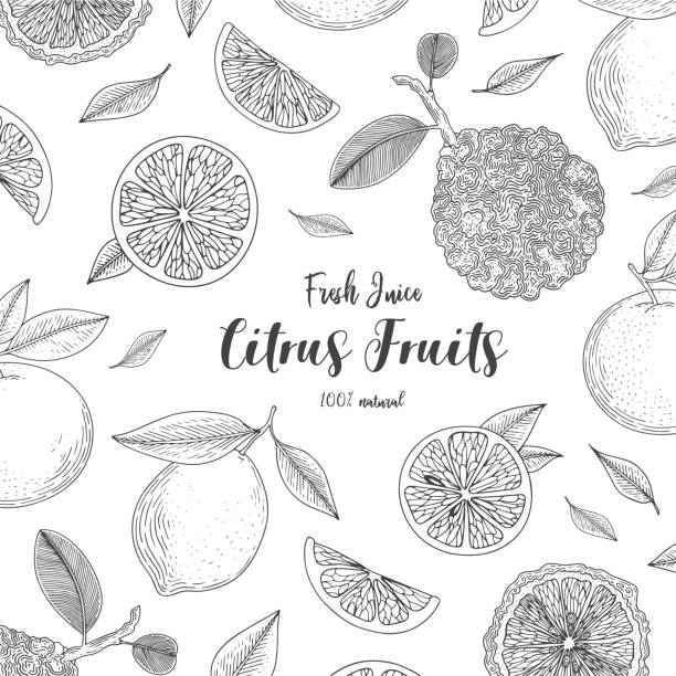 Organic citrus fruit banners. Healthy food. Engraving sketch vintage style. Vegetarian food for design menu, recipes, decoration kitchen items. Great for label, poster, packaging design. Organic citrus fruit banners. Healthy food. Engraving sketch vintage style. Vegetarian food for design menu, recipes, decoration kitchen items. Great for label, poster, packaging design citron stock illustrations