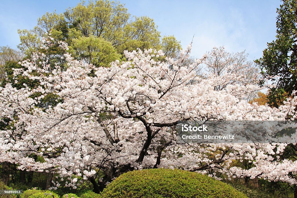 Sakura, Ciliegio giapponese blossum. - Foto stock royalty-free di Ciliegio Yoshino
