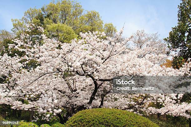 Sakura Ciliegio Giapponese Blossum - Fotografie stock e altre immagini di Ciliegio Yoshino - Ciliegio Yoshino, Albero, Ambientazione esterna