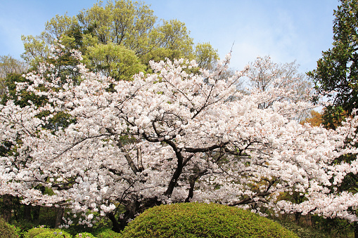Cherry blossom at public park in Tokyo, Japan.