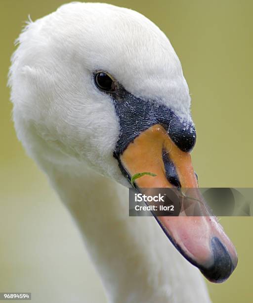 Curiosity Stock Photo - Download Image Now - Animal Wildlife, Beak, Beauty In Nature