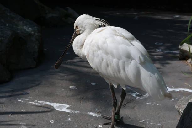 istock Eurasian spoonbill (Platalea leucorodia) also known as the common spoonbill 968947324