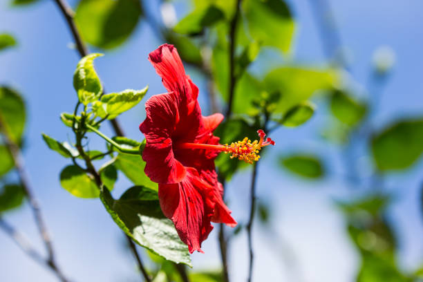 istock Close up of red Hibiscus rosa-sinensis 968951598