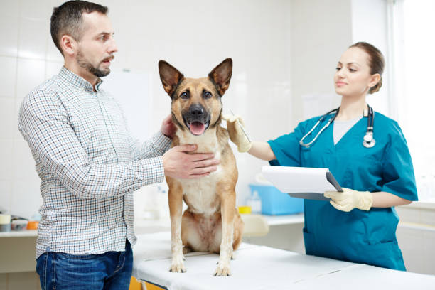 istock Visit to vet clinics 968953466