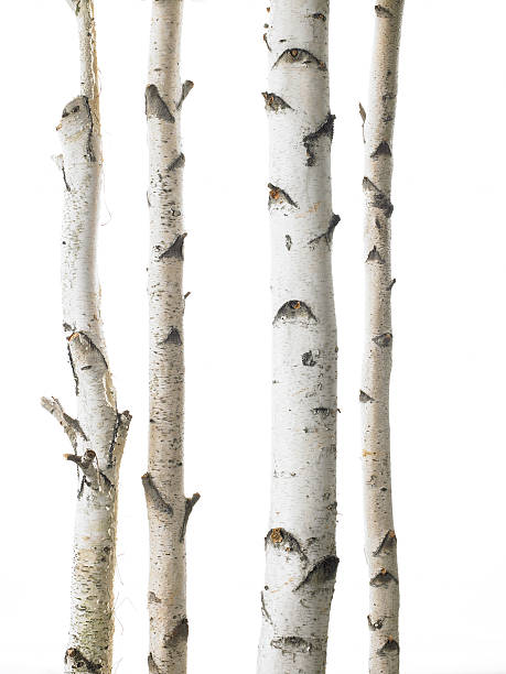 white birches - birch tree tree downy birch white stock-fotos und bilder