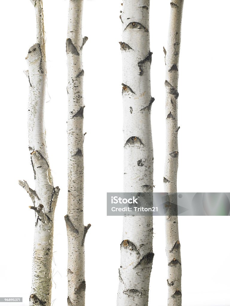 birches blanco - Foto de stock de Abedul libre de derechos