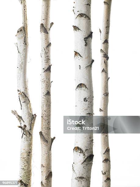 Birches Branco - Fotografias de stock e mais imagens de Bétula - Bétula, Vidoeiro, Ao Ar Livre