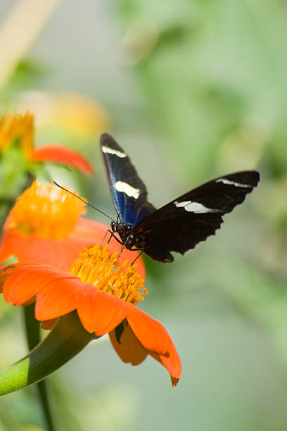 istock Tiger Swallowtail on orange flower 96895478