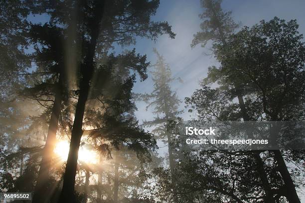 Sonnenlicht Filtern Das Durch Die Bäume Stockfoto und mehr Bilder von Bundesstaat Washington - Bundesstaat Washington, Tacoma, Baum