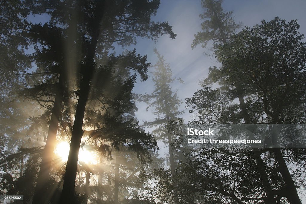 Luce solare di filtrare tra gli alberi - Foto stock royalty-free di Stato di Washington