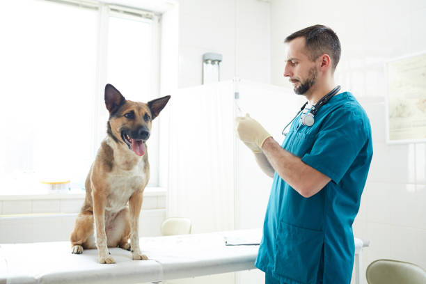 Preparing injection Obedient dog sitting on table and looking at veterinarian preparing syringe with injection caucasion shepard stock pictures, royalty-free photos & images