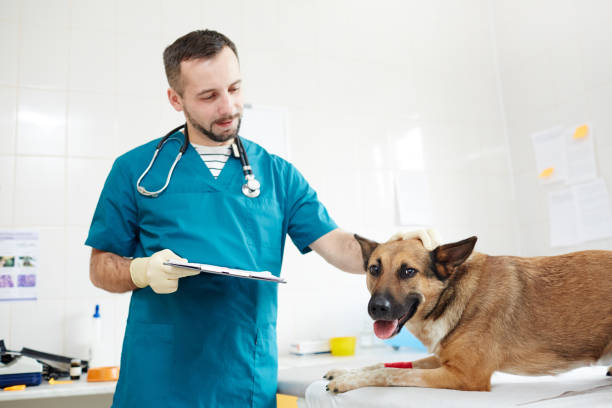 Cuddling dog Veterinarian with document cuddling sick dog on medical table after check-up insurance pets dog doctor stock pictures, royalty-free photos & images