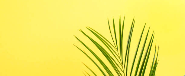 istock Palm branch on a yellow background. Free space for text. Long format, banner. Flat lay, copy space 968956614